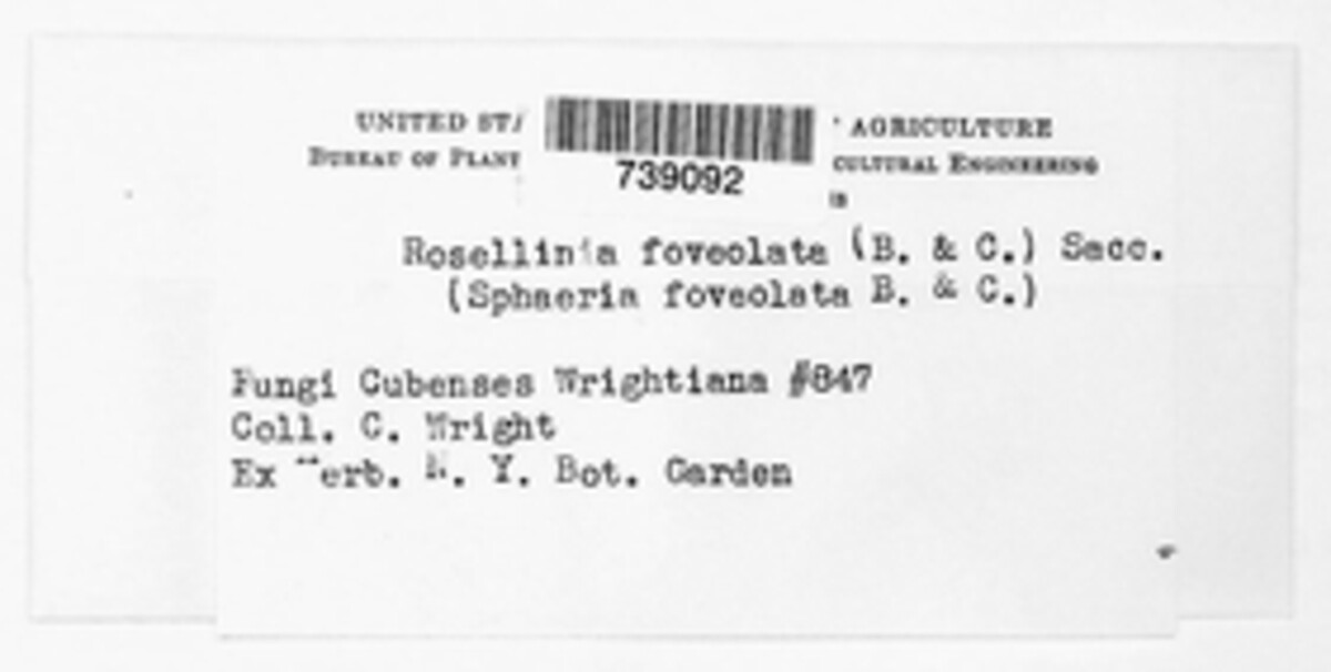 Rosellinia foveolata image